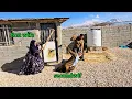 Lagu معجزه. Heshmat starts a chicken farm in Zahra's absent