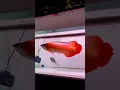 Download Lagu Arowana superred sepauk #superredarwana #superreddragon #superredarowana #arwanaclubindonesia