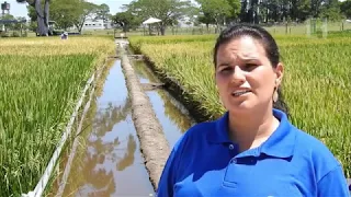 Uma lavoura de arroz mais produtiva e lucrativa