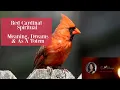 Red Cardinal - Spiritual Meaning Dreams As A Totem