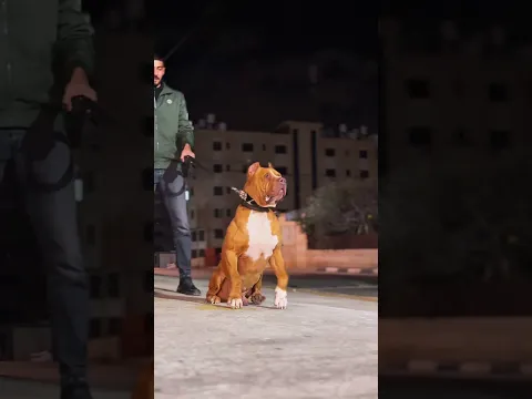 العملاق Zaza🦍#pitbull