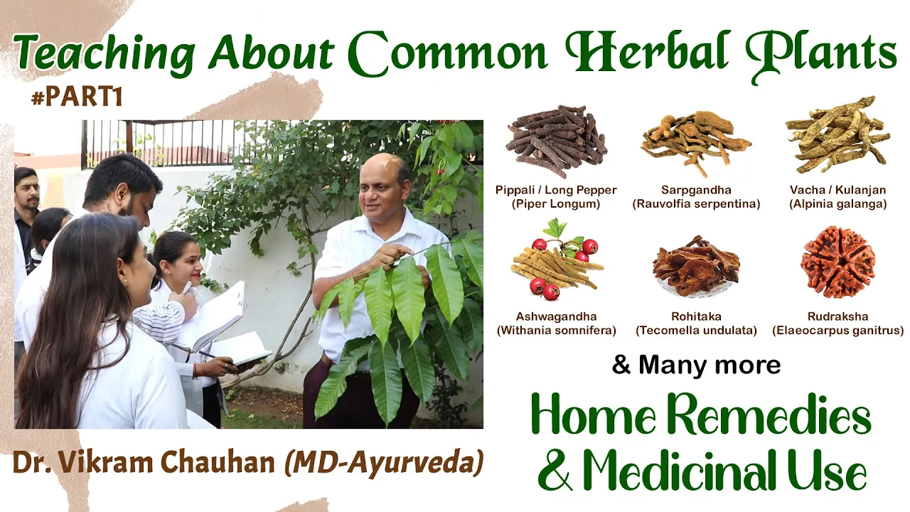 Watch Video Dr. Vikram Chauhan (MD-Ayurveda) Teaching About Common Herbal Plants