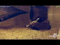 Pink Bellied Sideneck Argentine Sideneck Turtle Peters Sideneck Geoffrey s Sideneck Turtle