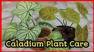 The Ultimate Guide to Caladium Care