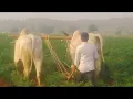 spt bull 150000 rupees amakaniki vunayee