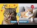 Neutered vs Unneutered Male Cat What s the REAL Difference