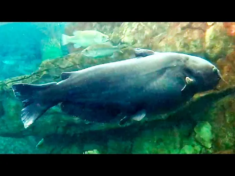 The 3 Biggest Catfish Ever Caught in America
