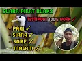 Download Lagu Suara Pikat Ruak-Ruak Pagi Siang Sore \u0026 Malam Work ✔️