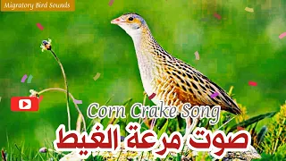 جديد  صوت مرعة الغيط                 دندنها
