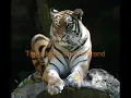 tigerskin - am waldrand