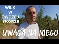 Download Lagu Uwaga na niego! To moż być wilk w owczej skórze. Strzeżmy się!