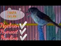 Download Lagu Suara Jernih Burung FLAMBOYAN GACOR ISIAN FULL UNTUK PANCINGAN dan MASTERAN