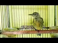 Download Lagu Tembakan pedas burung KOLIBRI MANGGAR Trotol gacor Full isian