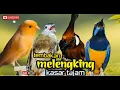 Download Lagu TEMBAKAN MELENKING KASAR TAJAM cililin - kenari - katem - cungkok