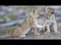 The bush had us dancing - SafariLIVE Sunset