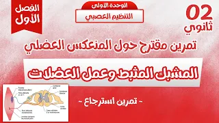 ثانية ثانوي تمرين مقترح حول المنعكس الرضفي والمشبك المثبط تدريب على منهجية النص العلمي 