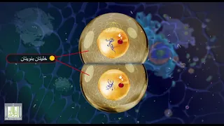 الإنقسام الميتوزي 