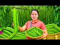 Download Lagu Panen Kecipir Unik dari Kebun – Catatan Memasak Harian di Desa