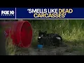 Several cats near trash-filled home prompts investigation FOX 10 Phoenix