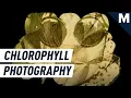 Download Lagu Fotografer Ini Mencetak Foto Bersejarah di Daun | Mashable