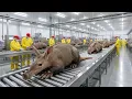 Inside the Aardvark Factory: From Living Snout to Insect Vacuum (Full Process)