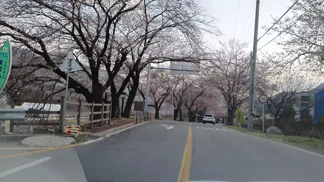 하동십리벚꽃길 쌍계사~화개장터~하동TG 37km 2021.3.21(일) サムネイル