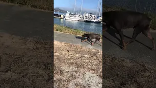 #fyp #dream #doberman #pets #youtube