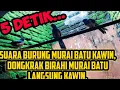 Download Lagu Suara burung Murai Batu Kawin, Dongkrak Birahi Murai Batu Langsung Kawin #suaramuraikawin