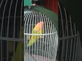 Download Lagu Lovebird ngekek gigit jeruji