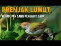 Download Lagu Mengenal PRENJAK LUMUT – Si Kecil Cerdas penjaga semak dan sang ahli jahit!!