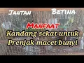 Download Lagu manfaat kandang sekat untuk prenjak macet bunyi//jadi gacor lagi