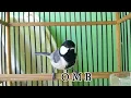 Download Lagu Panggilan Suara Gelatik Batu Betina satu ini mampu PIKAT burung Gelatik yang Malas bunyi