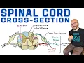 Spinal Cord Cross-Section Anatomy Reflex Arc and Tracts