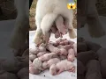 Download Lagu baby of pig , delivery#shorts#video