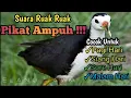 Download Lagu Ampuh suara pikat burung ruak ruak langsung banyak yang datang