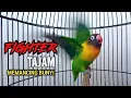 Suara Lovebird Ngekek Panjang FIGHTER  TAJAM Memancing BUNYI, LOVEBIRD SUSAH BUNYI Langsung NYAUT