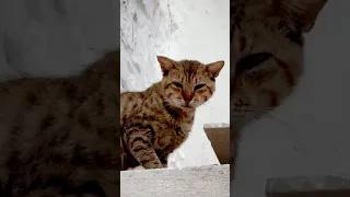 Eyes Full Of Hope Straycat Love Like Mugamer275 