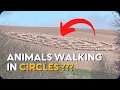 Why Are Animals Mysteriously Walking Around In Circles