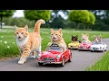 Download Lagu Mama Cat Works Hard at Ice Cream Shop to Buy New Car Toy For Ginger Kitten Heartwarming Story 🐾💙🐱