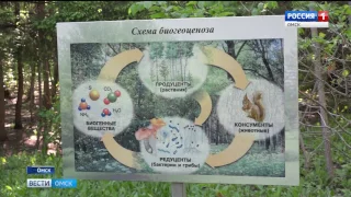 В омском дендрологическом саду расцвела золотистая ель