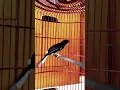 Download Lagu #muraibatu #murai #burung #nggerusati #sadjawa #lagujawa
