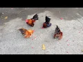 Download Lagu Malaysian Serama Bantam Chicken