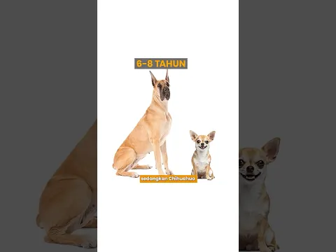Ternyata Rumus "Kali Tujuh" Umur Anjing Itu Salah 🐕📊