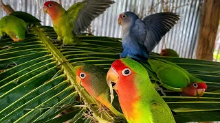 Colorful Lovebirds World 🥰💚#aviarylife#lovebirds#nature #birds