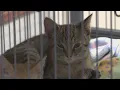 Anonymous donor pledges to match gifts up to 3 000 for Joplin Humane Society