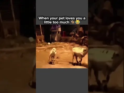 When your pet loves you a little too much 🐐😂