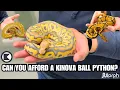 Kinova Reptile s Top 3 Most Expensive Inexpensive Ball Pythons On MorphMarket