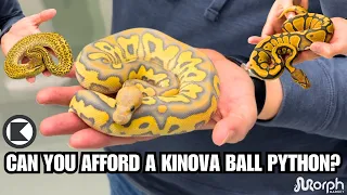 Kinova Reptile s Top 3 Most Expensive Inexpensive Ball Pythons On MorphMarket