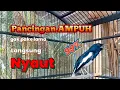 Download Lagu 🔴LANGSUNG PLAY SAJA ‼️KACER ANDA PASTI LANGSUNG BUKA EKOR SEKETIKA❗❗
