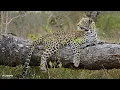 Leopard duo at the waterhole - SafariLIVE Sunset